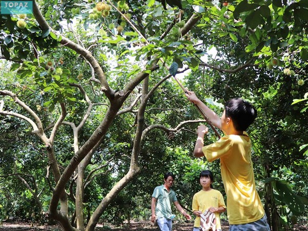 Trải nghiệm hái trái cây tại vườn Hòa Khánh thực sự thú vị