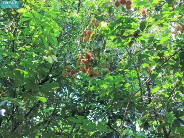 Nhà vườn TT có rất nhiều cây ăn quả lúc nào trên cành cũng xum xuê quả