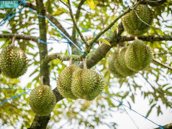 Vườn trái cây Long Khánh Mai Tài Tân Phong ngập tràn mùi thơm đặc trưng của sầu riêng