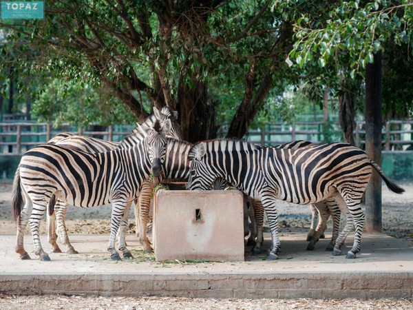 Sở thú Vườn Xoài là điểm đến lý tưởng cho những người đam mê thiên nhiên và động vật hoang dã